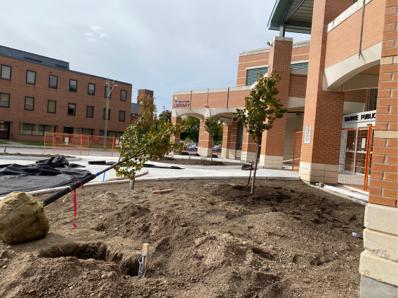 Construction at front entrance of Downtown Library showing the installation of a new tree